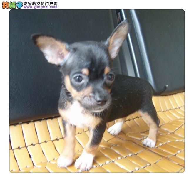 泰迪狗狗得了细小：宠物的健康警报